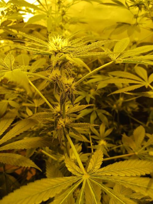 Orange Cake. Week 11