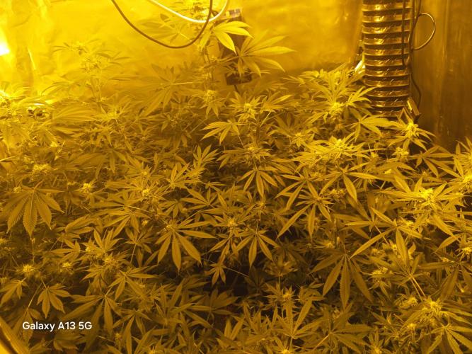 Orange cake. Week 12