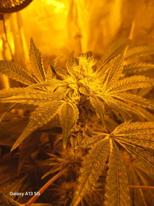 Orange cake. Week 12
