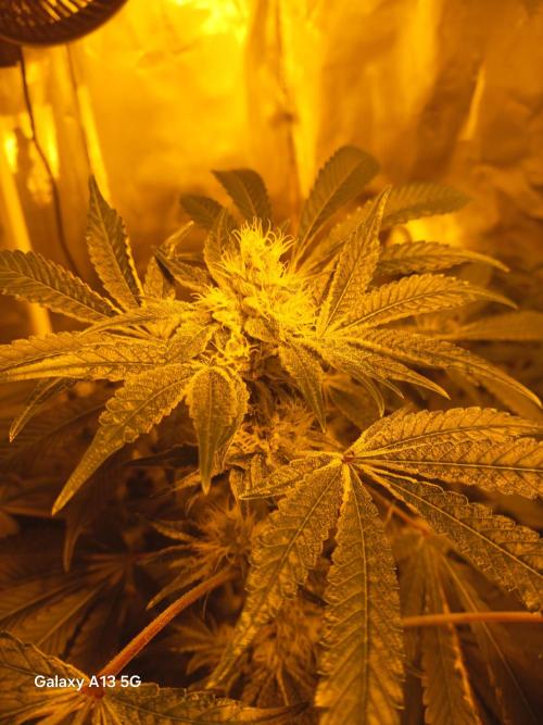 Orange cake. Week 12