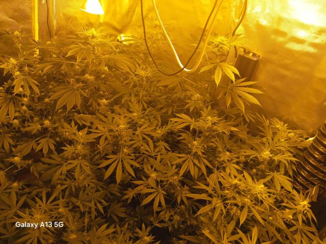 Orange cake. Week 12