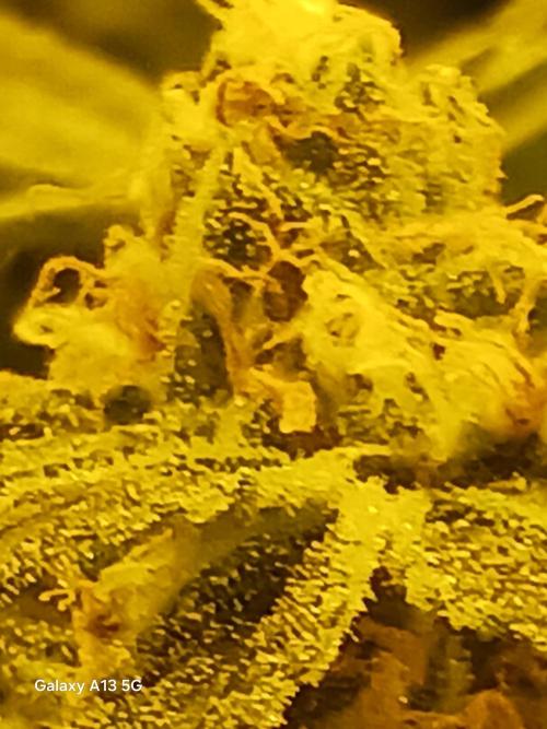 Orange cake. Week 13