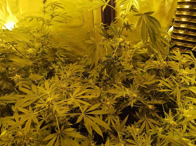Orange cake. Week 13