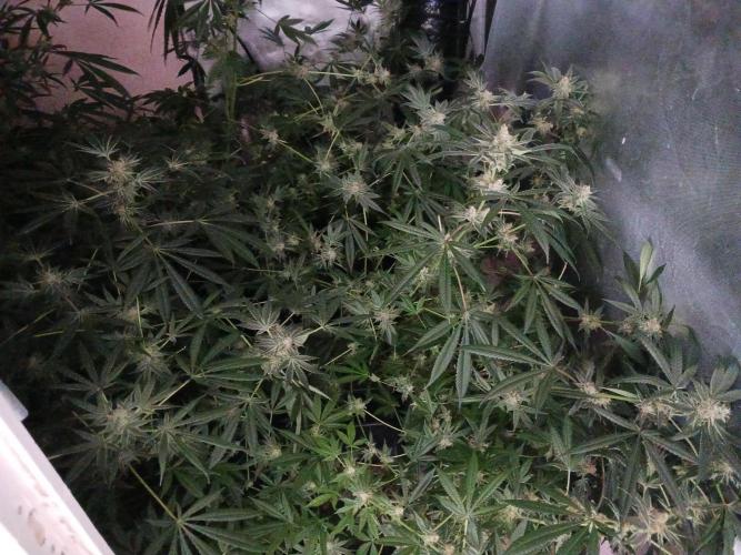 Orange cake. Week 13