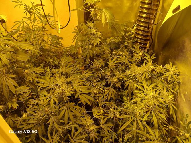 Orange cake. Week 13