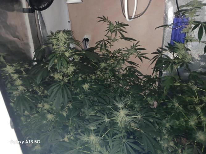 Orange cake. Week 13