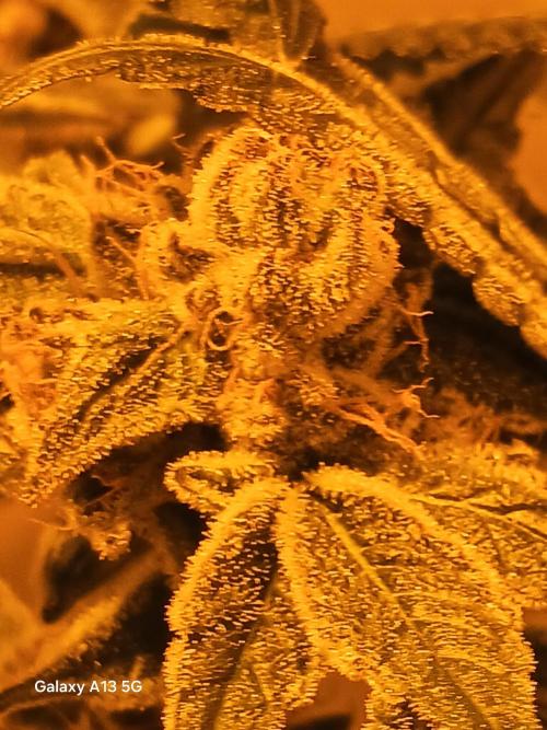 Orange cake. Week 14