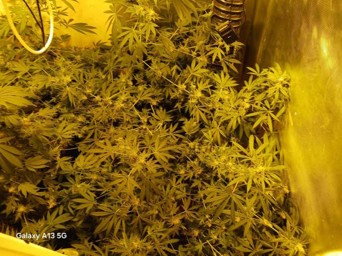 Orange cake. Week 14
