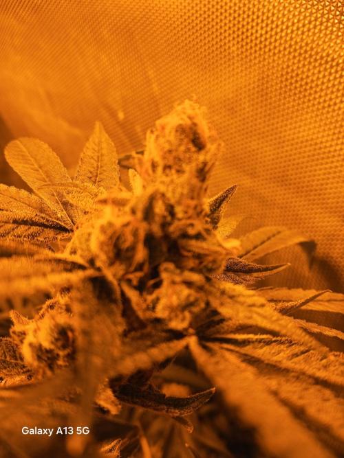 Orange cake. Week 15