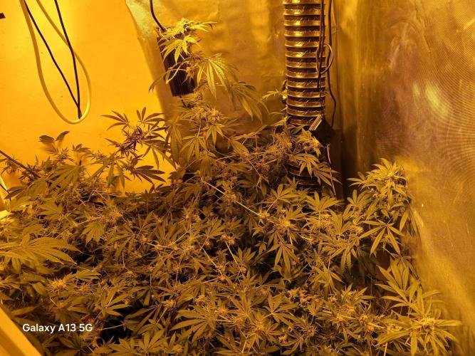Orange cake. Week 15