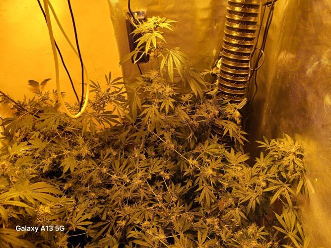 Orange cake. Week 15