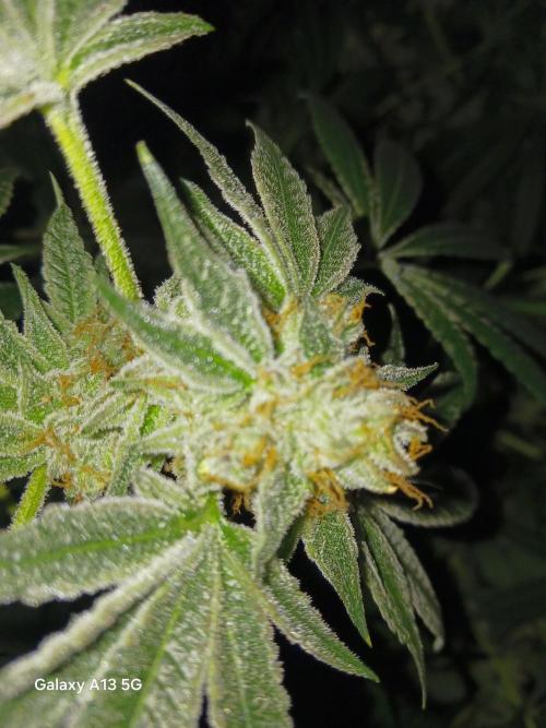 Orange cake. Week 15