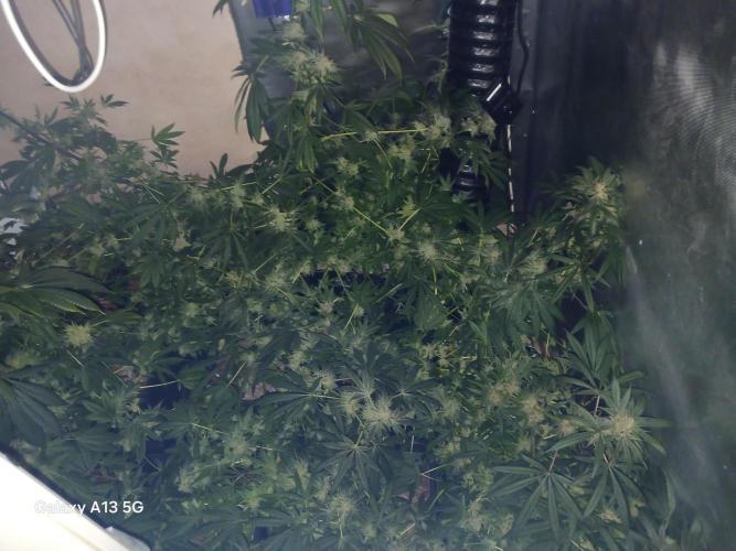 Orange cake. Week 15