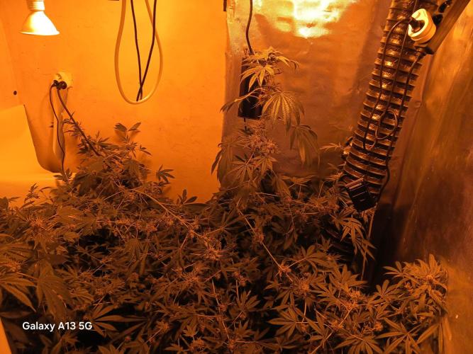 Orange cake. Week 16
