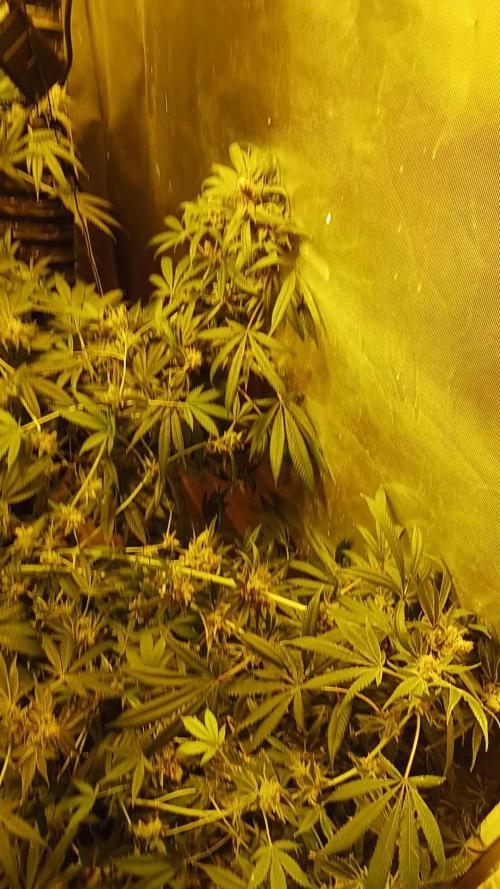 Orange Cake. Week 16