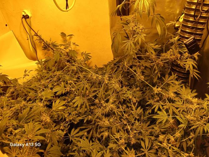 Orange cake. Week 16