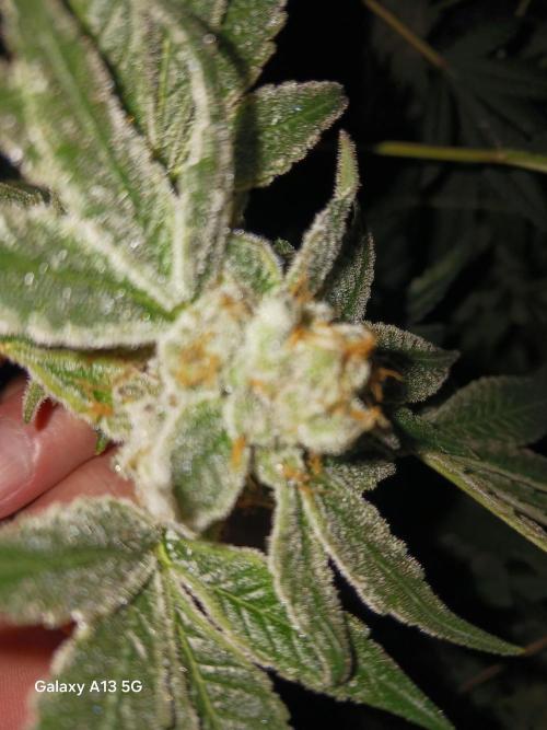 Orange cake. Week 16