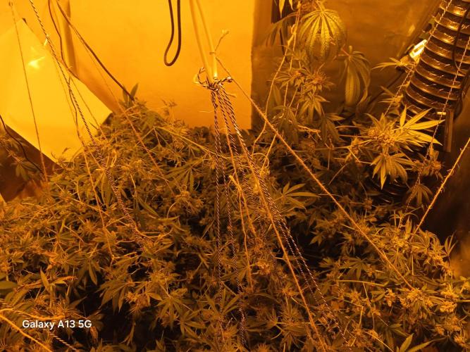 Orange cake. Week 17
