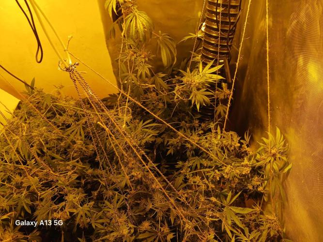 Orange cake. Week 17