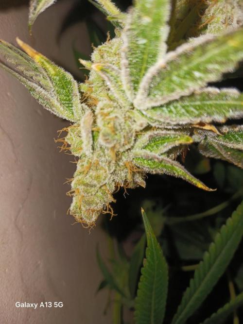Orange Cake. Week 17