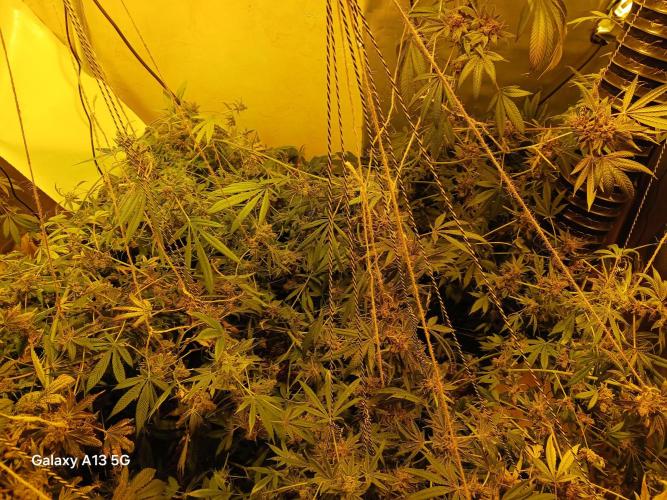 Orange cake. Week 18