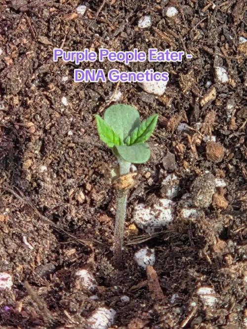 Purple People Eater Auto. Week 1 - Day 3
