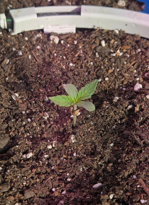 Purple People Eater Auto. Week 1 - Day 4
