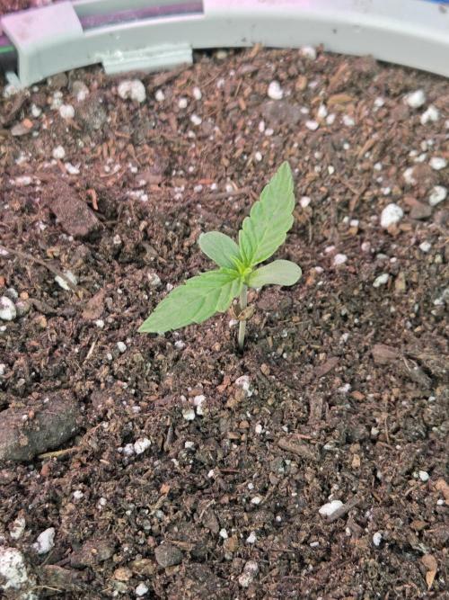 Purple People Eater Auto. Week 1 - Day 5