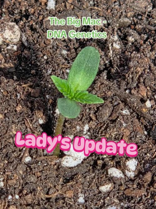 The Big Mac Auto. Week 1 - Day 3
