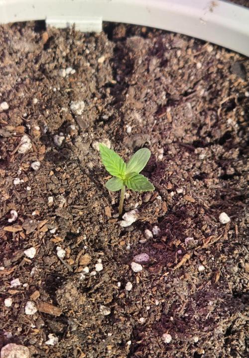 The Big Mac Auto. Week 1 - Day 4