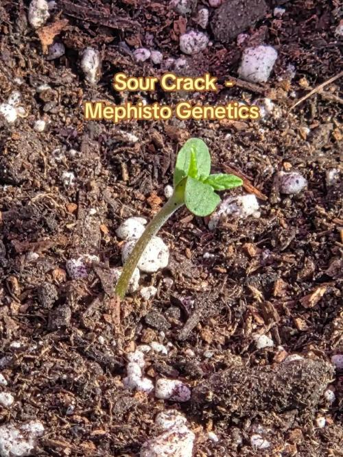 Sour Crack. Week 1