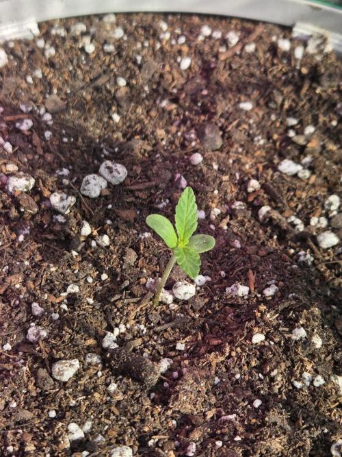 Sour Crack. Week 1