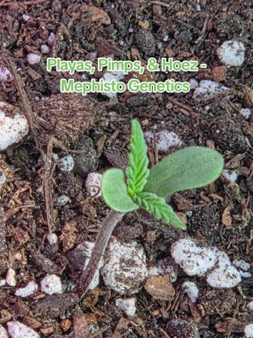 Playas, Pimps, and Hoez- Limited Release. Week 1 - Day 3
