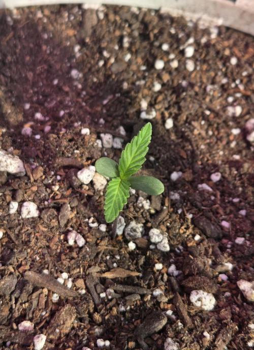 Playas, Pimps, and Hoez- Limited Release. Week 1 - Day 4
