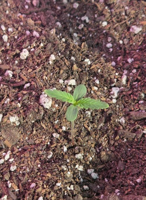 Marleys Grin - Illuminauto #51. Week 1 - Day 4
