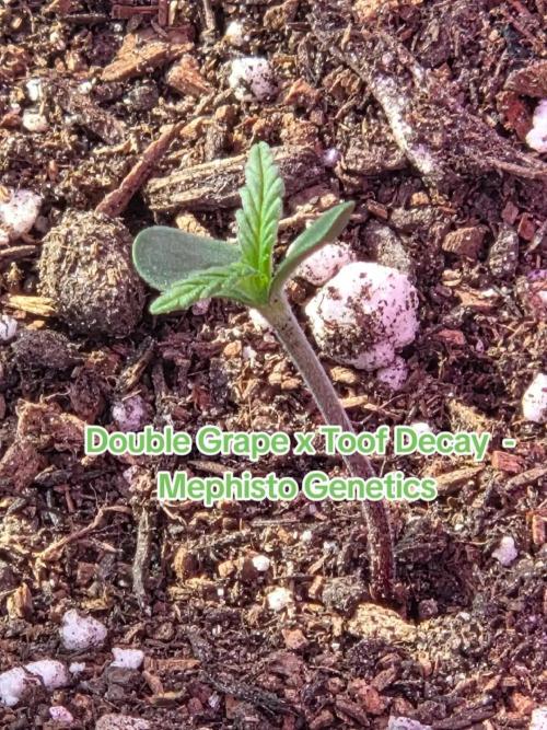 Double Grape x Toof Decay - TESTER. Week 1 - Day 3
