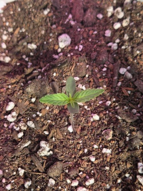 Double Grape x Toof Decay - TESTER. Week 1 - Day 4