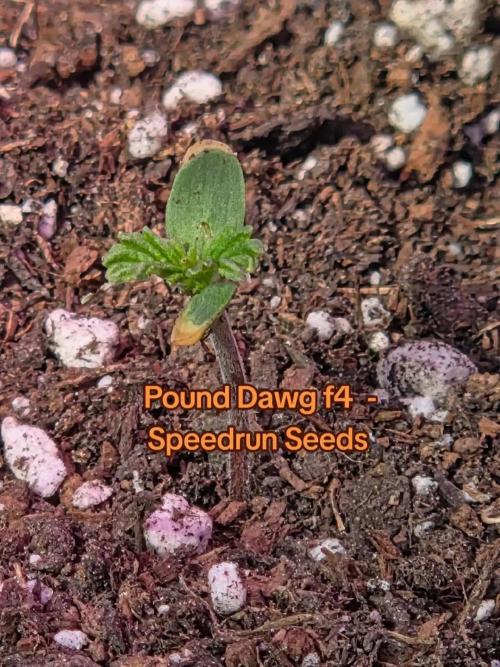 Pound Dawg f4. Week 1 - Day 3