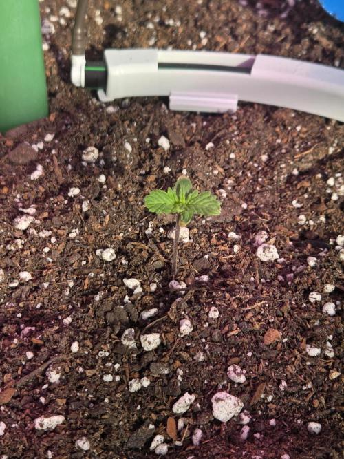Pound Dawg f4. Week 1 - Day 4