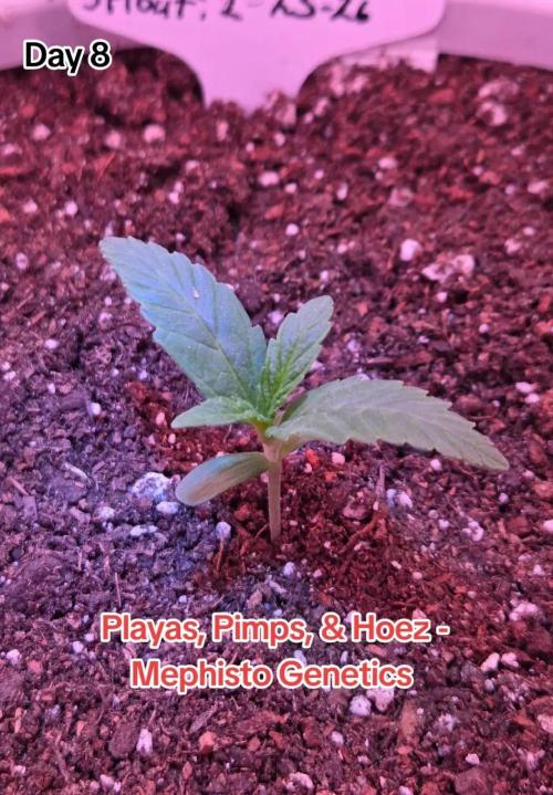 Playas, Pimps, and Hoez- Limited Release. Week 2 - Day 8