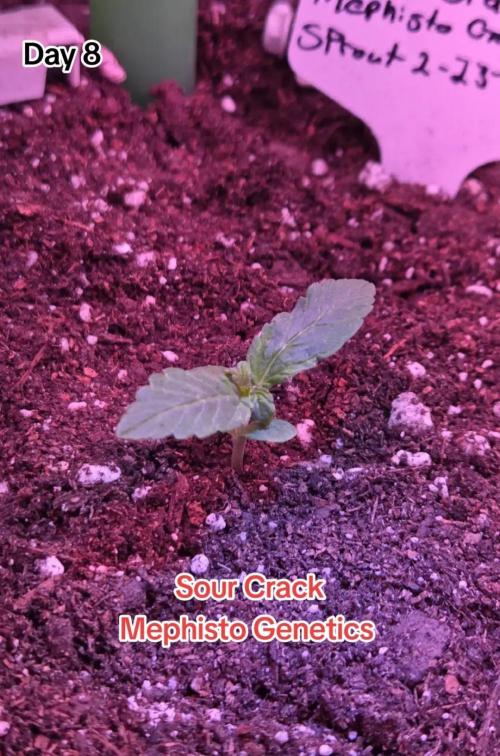 Sour Crack. Week 2 - Day 8