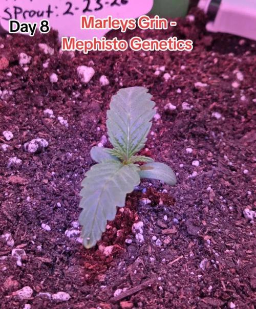 Marleys Grin - Illuminauto #51. Week 2 - Day 8