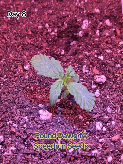 Pound Dawg f4. Week 2 - Day 8