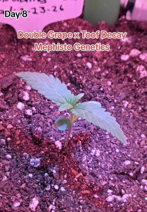 Double Grape x Toof Decay - TESTER. Week 2 - Day 8