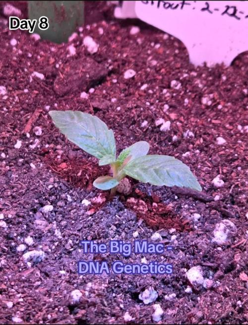 The Big Mac Auto. Week 2 - Day 8