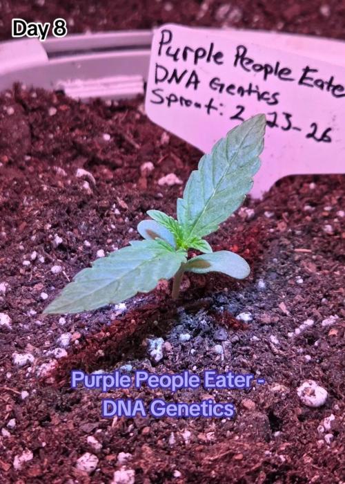 Purple People Eater Auto. Week 2 - The prettiest girl at the greenhouse party.