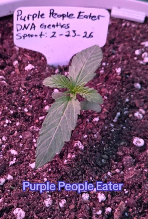 Purple People Eater Auto. Week 2 - Day 10