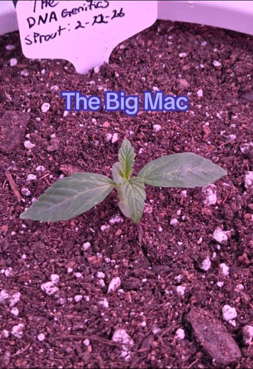 The Big Mac Auto. Week 2 - Day 10