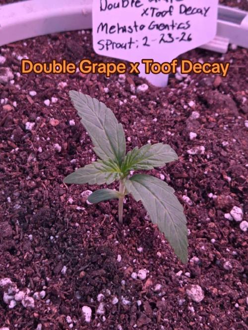 Double Grape x Toof Decay - TESTER. Week 2 - Day 10