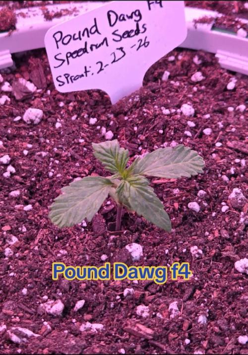Pound Dawg f4. Week 2 - Day 10